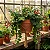 Columéia Batom - Aeschynanthus radicans - Imagem 1