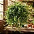 Columéia Batom - Aeschynanthus radicans - Imagem 4