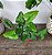 Samambaia Coração - Hemionitis Arifolia - Imagem 1