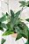 Samambaia Coração - Hemionitis Arifolia - Imagem 2