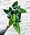 Samambaia Coração - Hemionitis Arifolia - Imagem 3