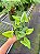 Samambaia Coração - Hemionitis Arifolia - Imagem 4