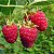 Framboesa - Rubus idaeus L. - Imagem 5