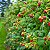 Framboesa - Rubus idaeus L. - Imagem 2