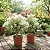 Primavera Variegata Branca - Bougainvillea Branca - Imagem 3