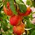 Nectarina - Prunus persica var. nucipersica - Imagem 4