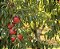 Nectarina - Prunus persica var. nucipersica - Imagem 6