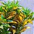 Croton Limão - Codiaeum variegatum 'Lemon Lime' - Imagem 4