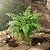 Avenca Fragrans - Adiantum fragrans - Imagem 5