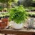 Avenca Fragrans - Adiantum fragrans - Imagem 1