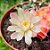 Cacto Gymnocalycium mihanovichii - Imagem 4
