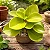 Peperômia Obtusifolia Limão - Imagem 1