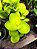 Peperômia Obtusifolia Limão - Imagem 3