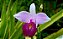 Orquídea Bambu - Arundina Bambusifolia - Imagem 3