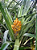 Caraguatá do mato - Bromelia balansae - Imagem 2