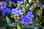Camarão-azul - Eranthemum pulchellum - Imagem 4