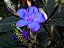Camarão-azul - Eranthemum pulchellum - Imagem 3