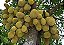 Jaca Mole - Artocarpus heterophyllus - Imagem 2