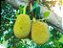 Jaca Mole - Artocarpus heterophyllus - Imagem 3