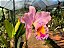 BLC George King 'Serendipity' (Adulta) - Imagem 3