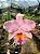 BLC George King 'Serendipity' (Adulta) - Imagem 2