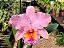 BLC George King 'Serendipity' (Adulta) - Imagem 1