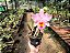 BLC George King 'Serendipity' (Adulta) - Imagem 5