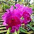 BLC Yamanashi x LC Drumbeat - Imagem 1