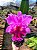 BLC Yamanashi x LC Drumbeat - Imagem 4