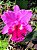 BLC Yamanashi x LC Drumbeat - Imagem 5