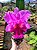 BLC Yamanashi x LC Drumbeat - Imagem 6