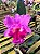 BLC Yamanashi x LC Drumbeat - Imagem 7