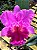 BLC Yamanashi x LC Drumbeat - Imagem 8