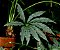 Anthurium Polyschistum (Antúrio) - SUPER PROMOÇÃO - Imagem 5