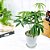 Anthurium Polyschistum (Antúrio) - SUPER PROMOÇÃO - Imagem 3
