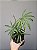 Anthurium Polyschistum (Antúrio) - SUPER PROMOÇÃO - Imagem 6