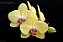 Phalaenopsis Fuller's Sunset - Imagem 1