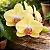 Phalaenopsis Fuller's Sunset - Imagem 1
