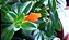 Columeia Peixinho - Nematanthus wettsteinii - Imagem 6