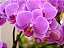 Phalaenopsis Wedding Promenade - Imagem 2