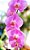 Phalaenopsis Wedding Promenade - Imagem 4