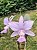 Cattleya Walkeriana Coerulea Patricia - Imagem 2