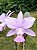 Cattleya Walkeriana Coerulea Patricia - Imagem 3