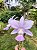 Cattleya Walkeriana Coerulea Patricia - Imagem 4