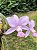 Cattleya Walkeriana Coerulea Patricia - Imagem 5