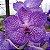 Vanda Sansai Blue - Imagem 1