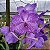 Vanda Sansai Blue - Imagem 3