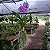 Vanda Sansai Blue - Imagem 2