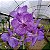 Vanda Sansai Blue - Imagem 4