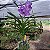 Vanda Sansai Blue - Imagem 6